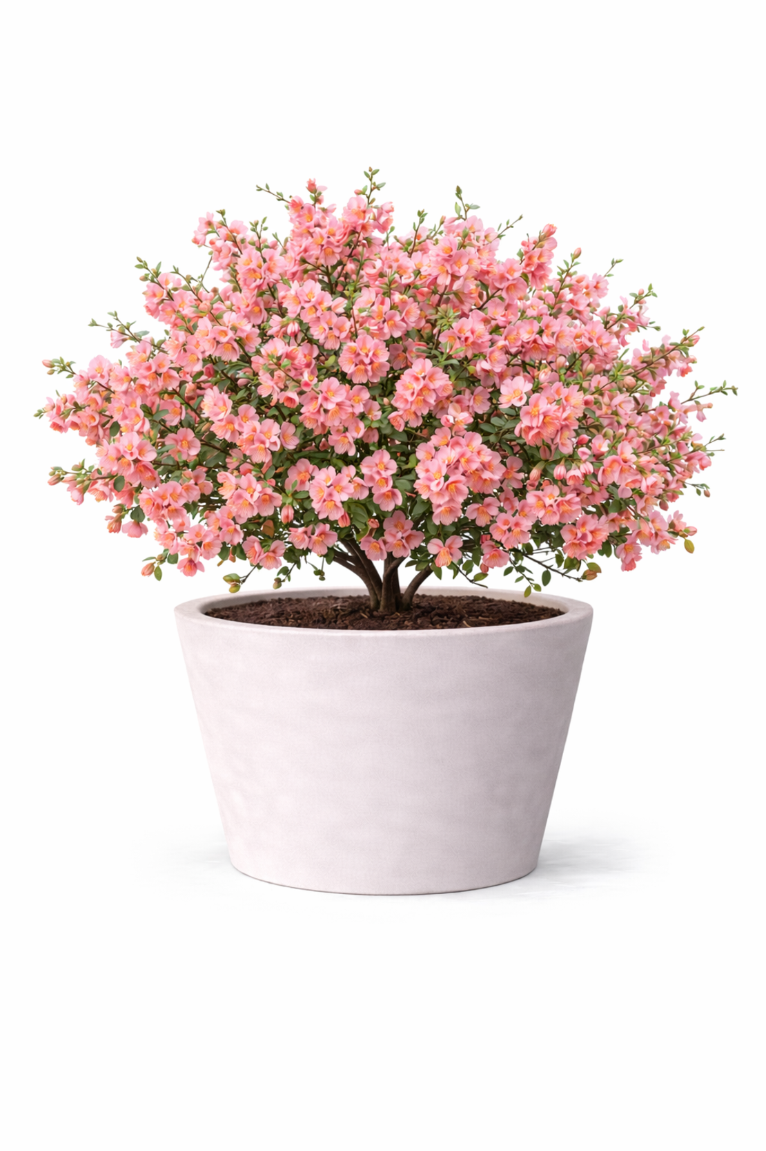 Дюля декоративна ‘Pink Lady’ Chaenomeles japonica ‘Pink Lady’