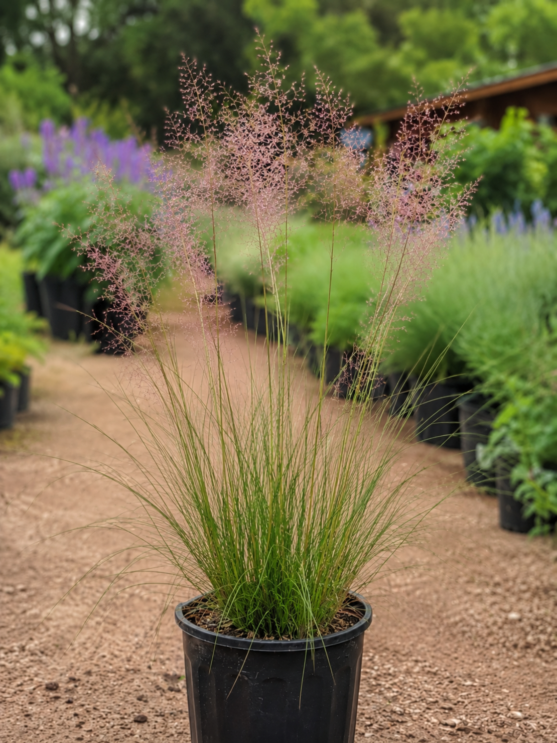 Мюленбергия 'Muhlenbergia spp.'