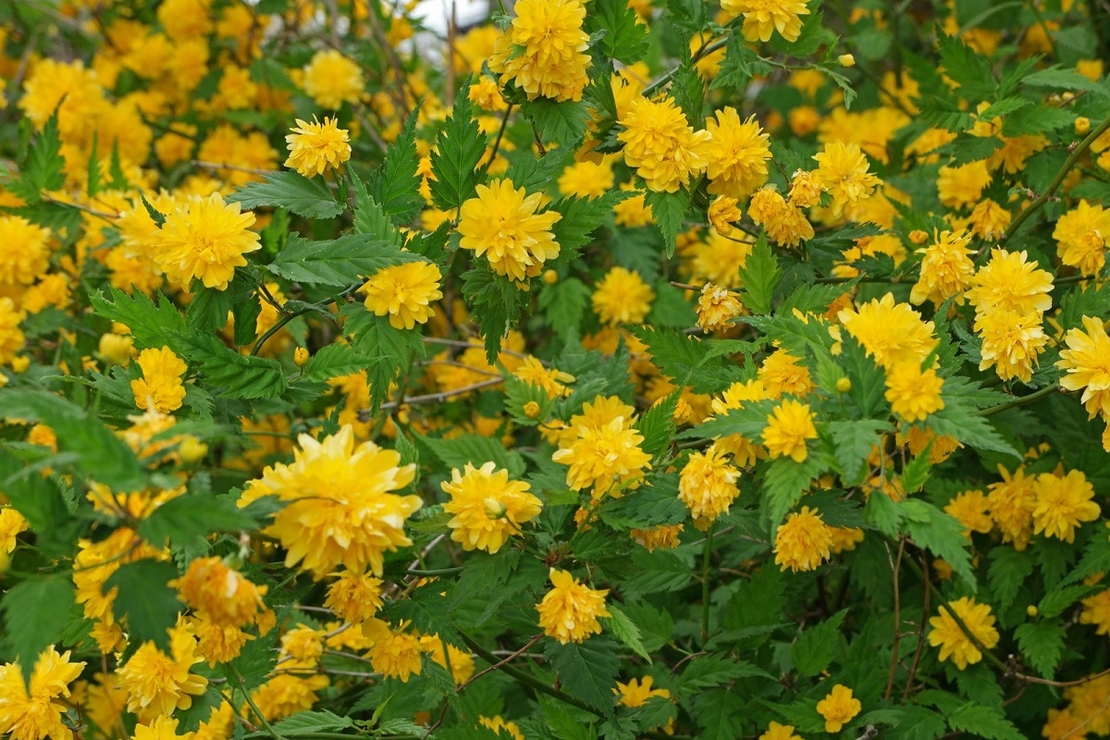 Керия японска Kerria japonica