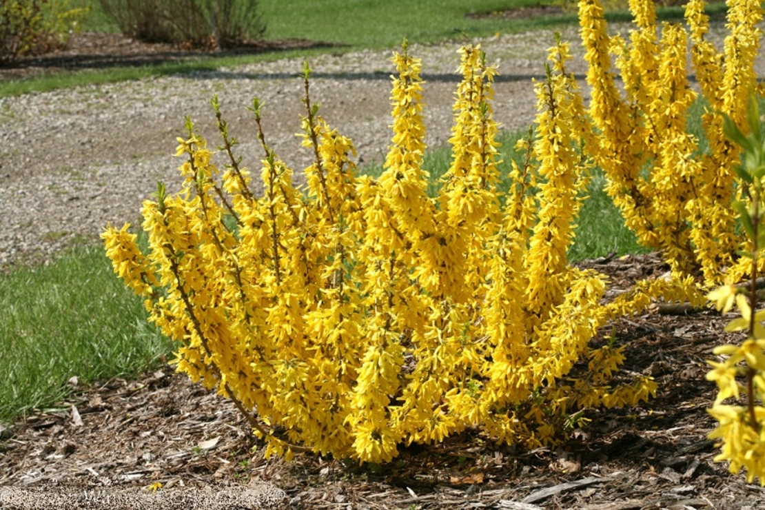 Форзиция (междинна) Forsythia × intermedia