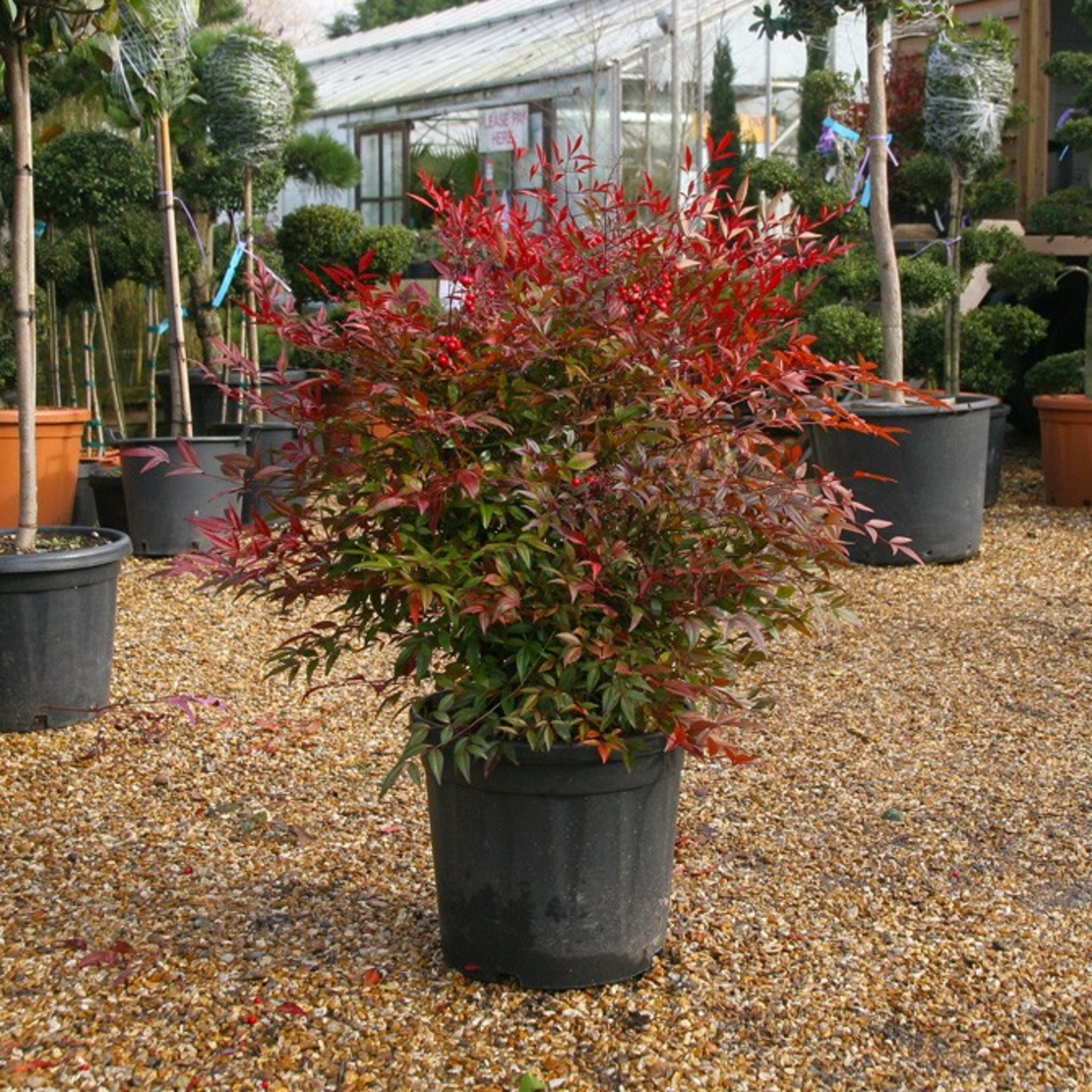 Нандина домашна Nandina domestica