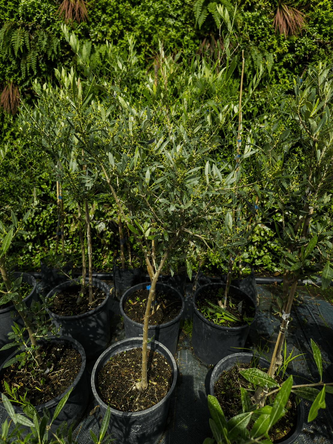 Маслина (европейска) 'Olea europaea' 20см