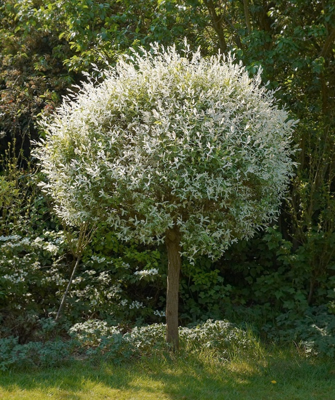 Върба ‘Hakuro Nishiki’ Salix integra ‘Hakuro Nishiki’