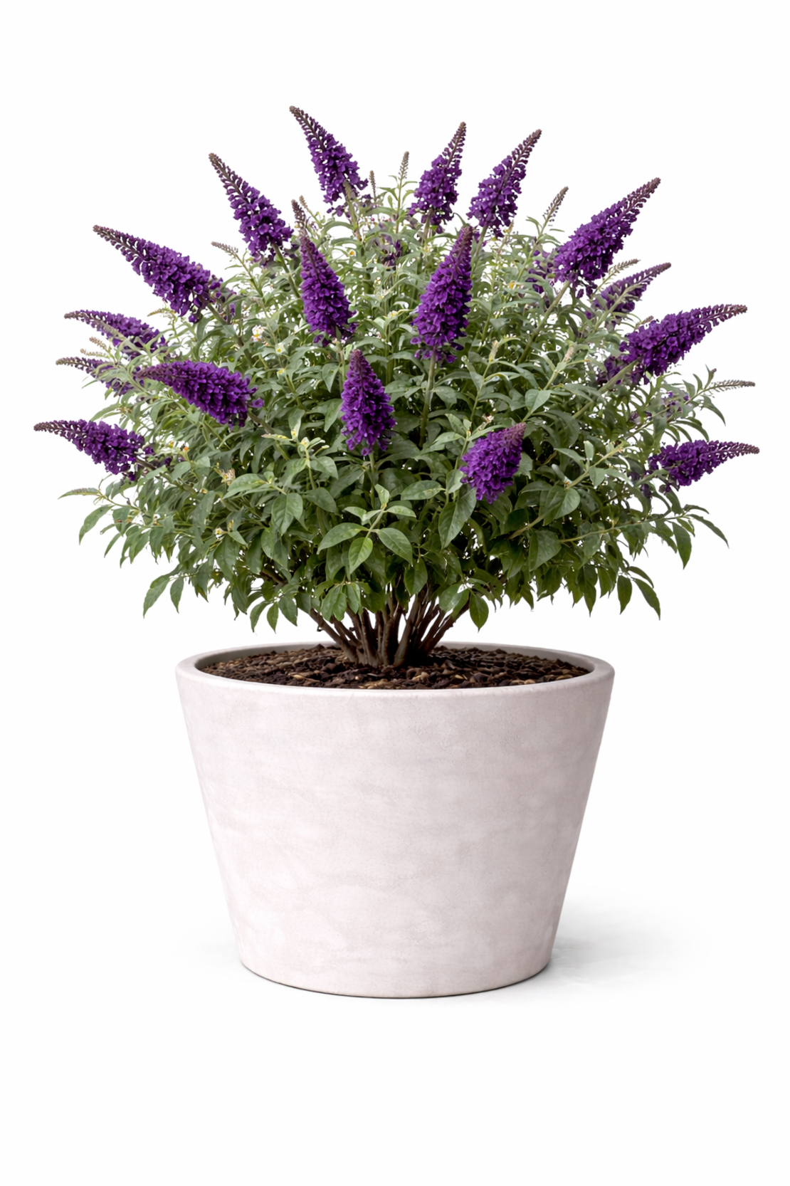 Будлея ‘Black Knight’ Buddleja davidii ‘Black Knight’