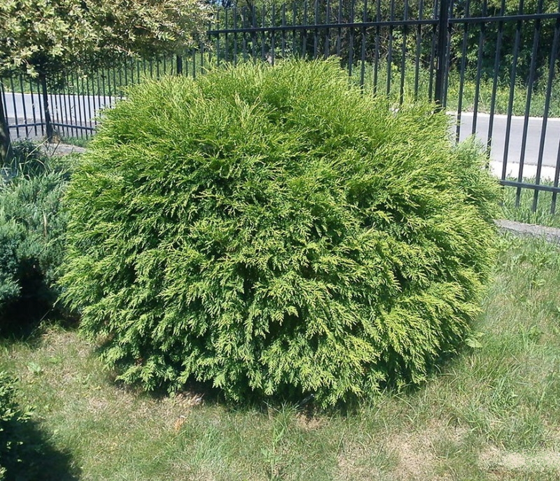 Туя ‘Globosa’ Thuja occidentalis ‘Globosa’