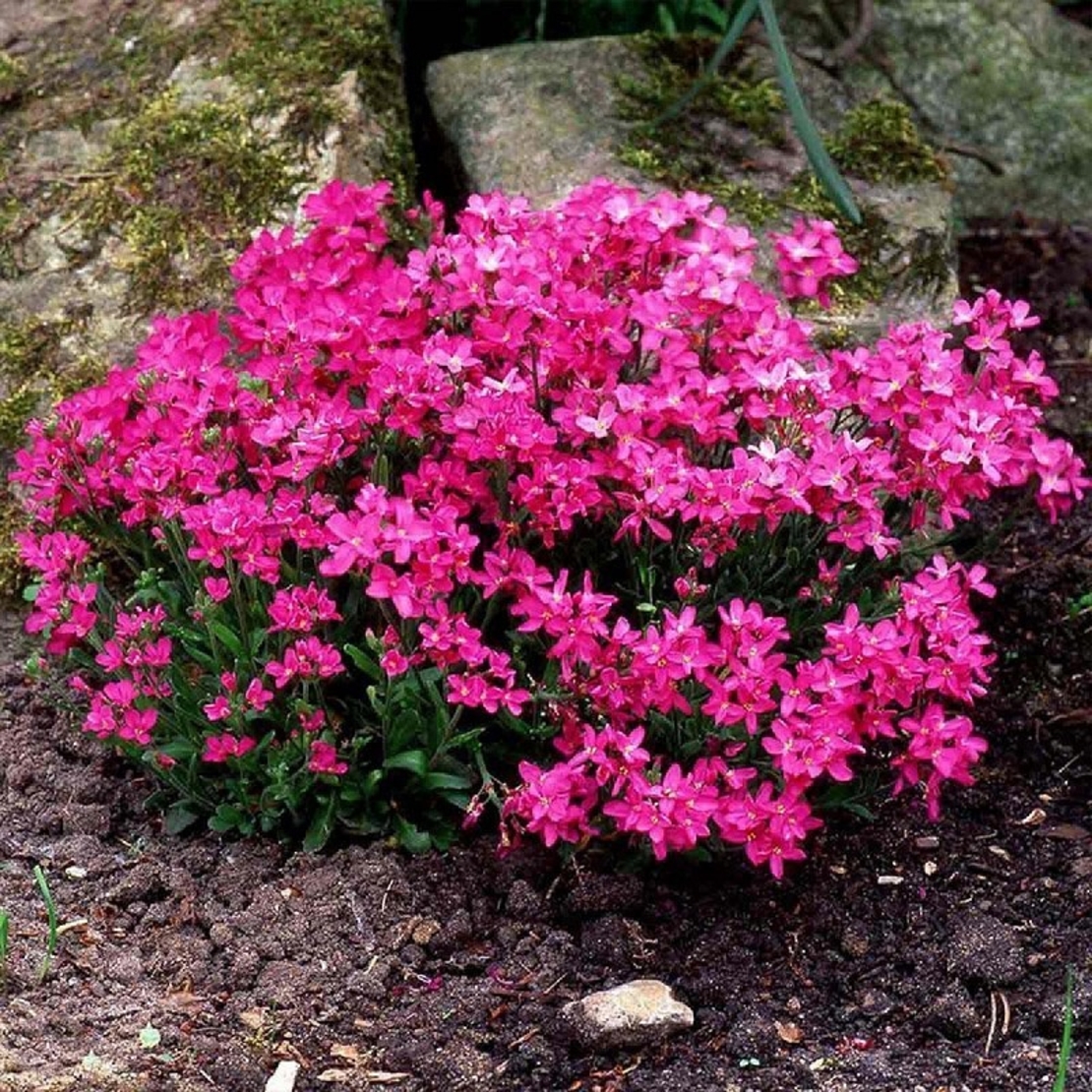 Арабис Arabis spp.