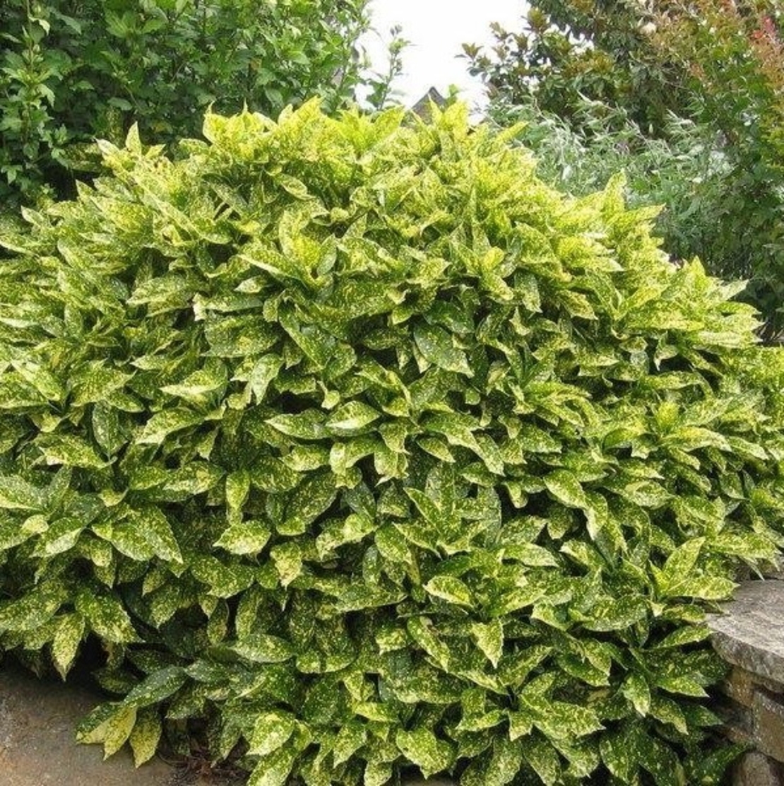 Аукуба ‘Crotonifolia’ Aucuba japonica ‘Crotonifolia’