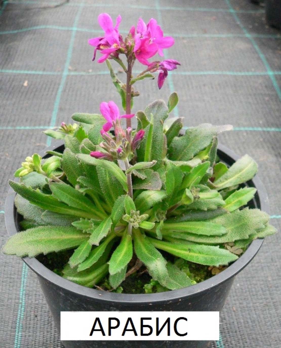 Арабис Arabis spp.