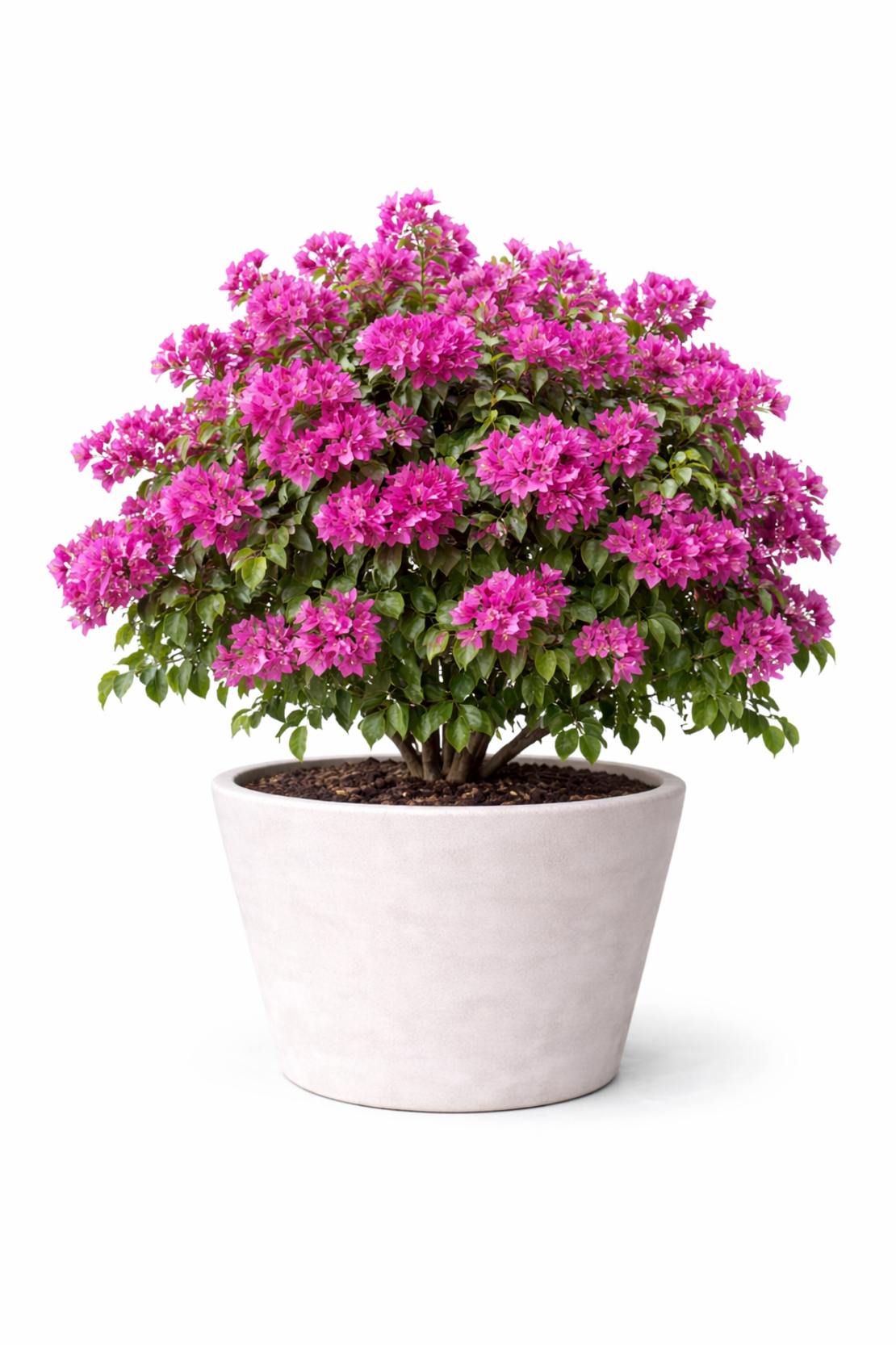 Бугенвилия (микс) Bougainvillea spp.