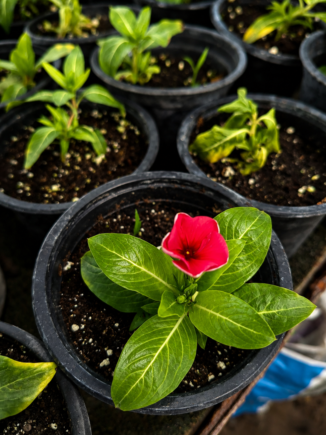 Винка 'Розеа' 'Vinca rosea'