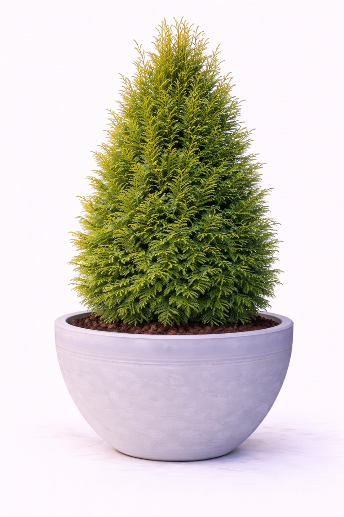 Туя ‘Brabant’ Thuja occidentalis ‘Brabant’