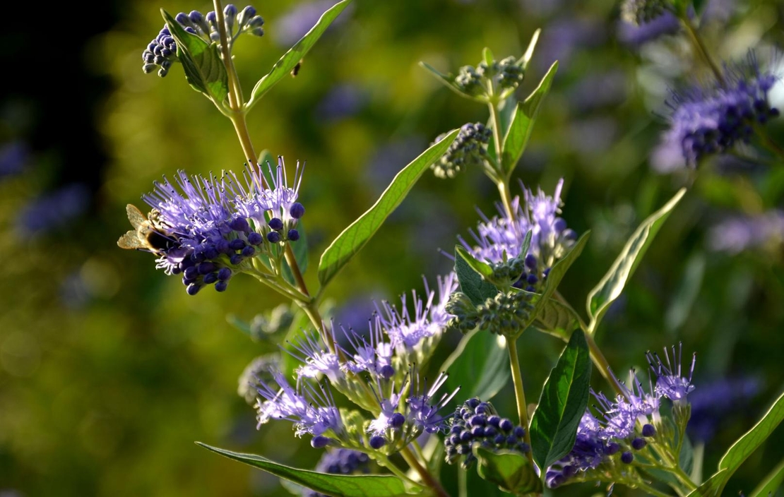 Кариоптерис	Caryopteris chadonnesis