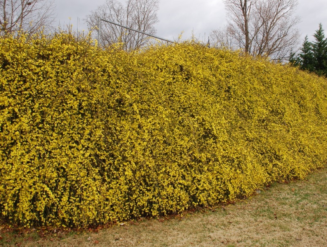 Жасмин зимен Jasminum nudiflorum