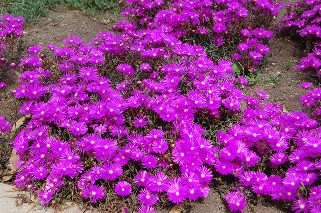 Делосперма Delosperma spp.