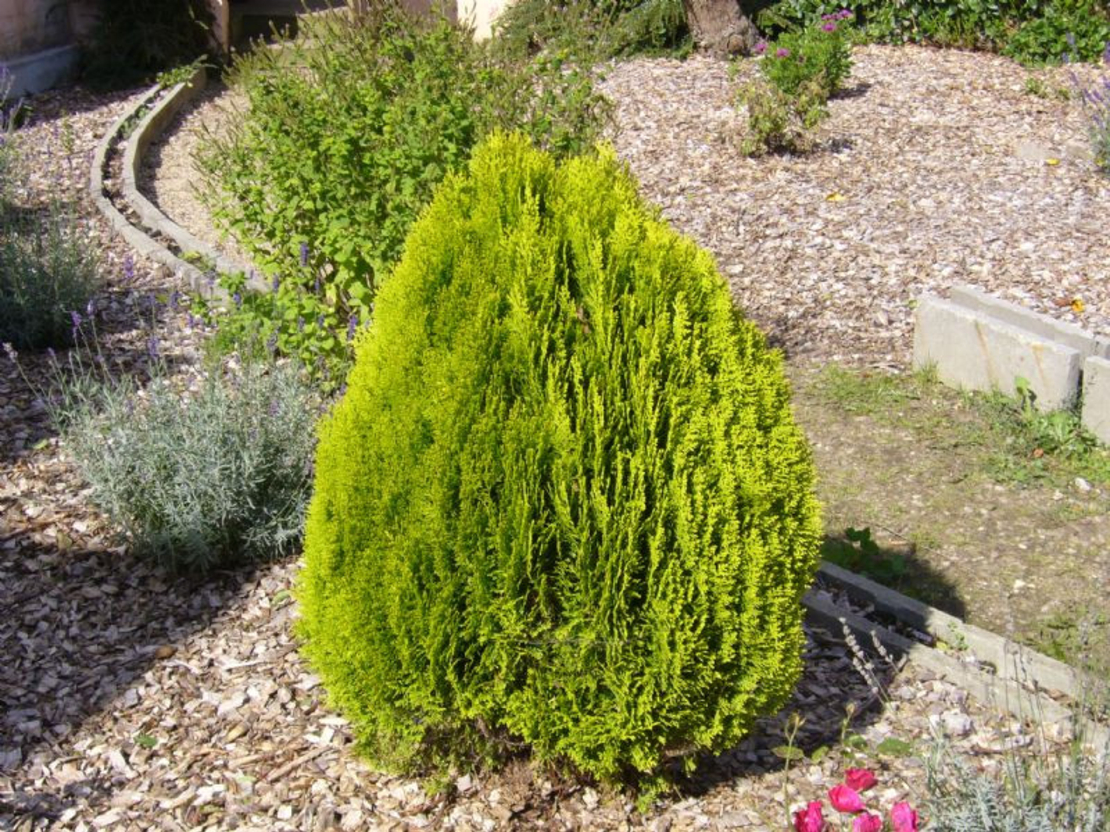 Туя ‘Aurea Nana’ Thuja occidentalis ‘Aurea Nana’