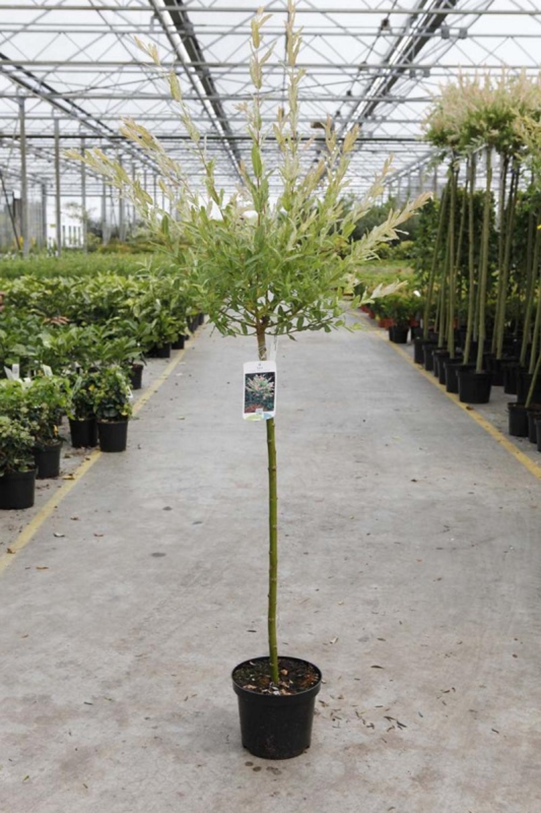 Върба ‘Hakuro Nishiki’ Salix integra ‘Hakuro Nishiki’