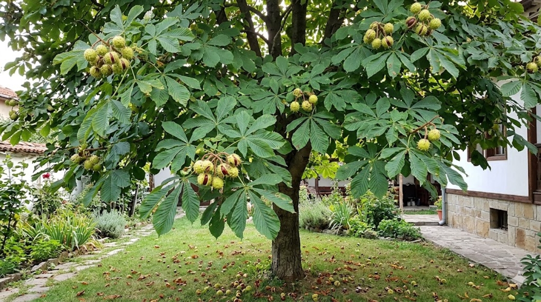 Конски кестен Aesculus hippocastanum