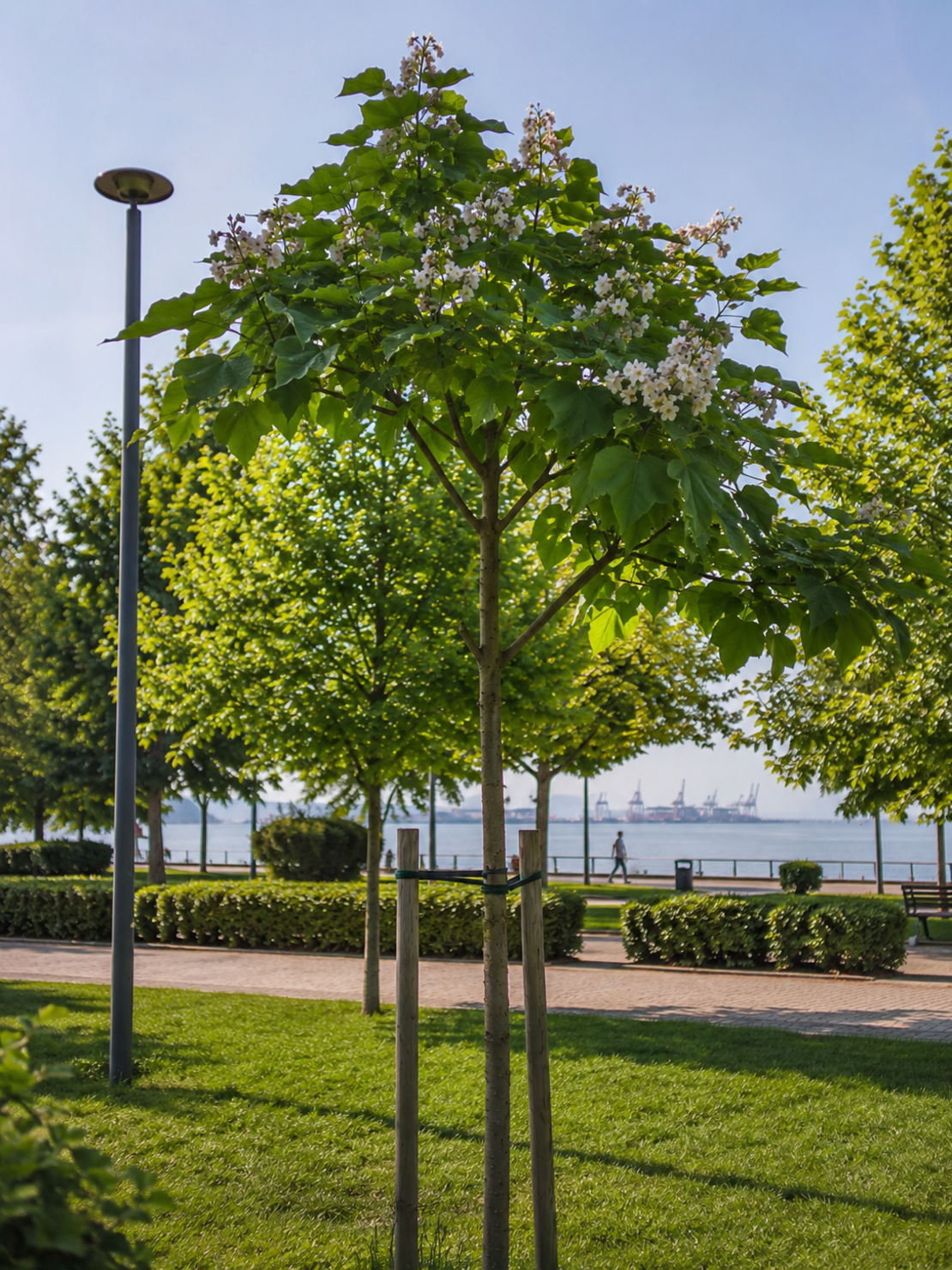 Обикновена каталпа 'Catalpa bignonioides'