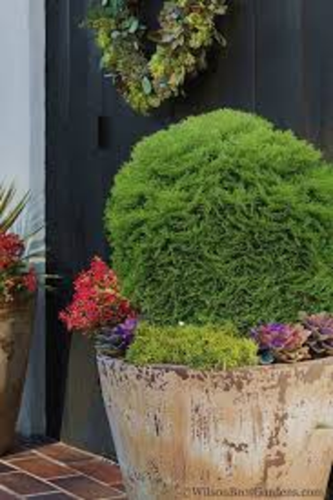 Туя Тайни Тим	Thuja occ. 