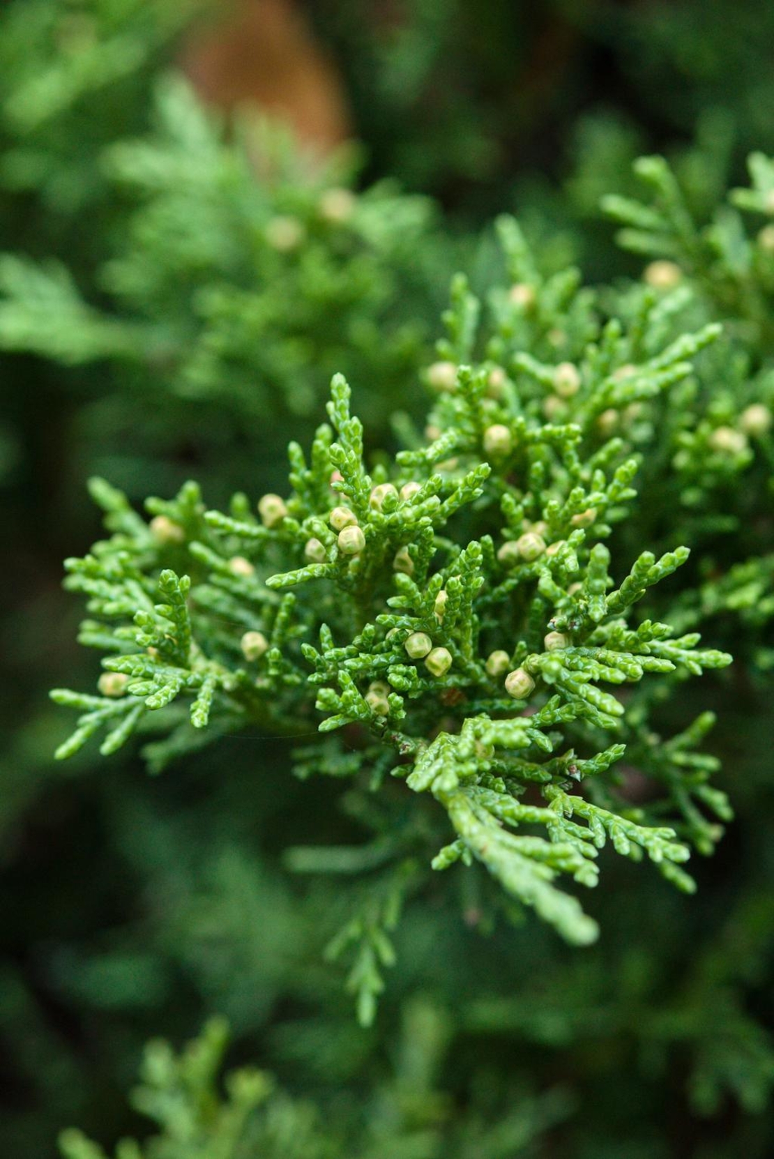 Хвойна, Смрика, Юниперус тамарицифолиум Juniperus Tamaricifolium