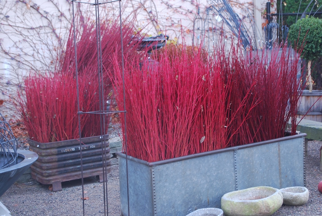 Дървесен дрян (червен клон) Cornus alba