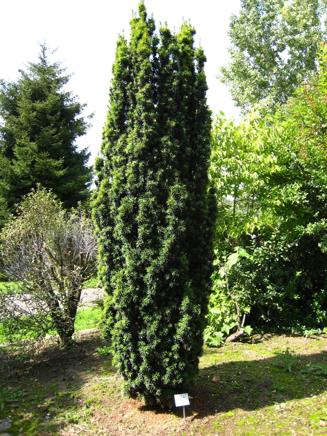 Тис ‘Fastigiata’ Taxus baccata ‘Fastigiata’