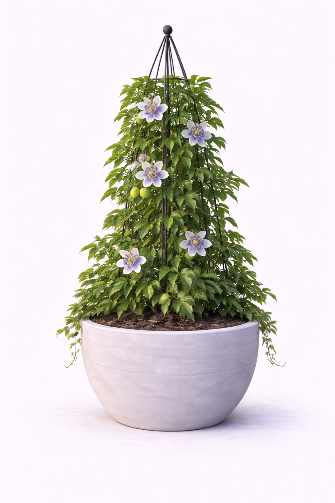 Пасифлора (страстно цвете) Passiflora caerulea