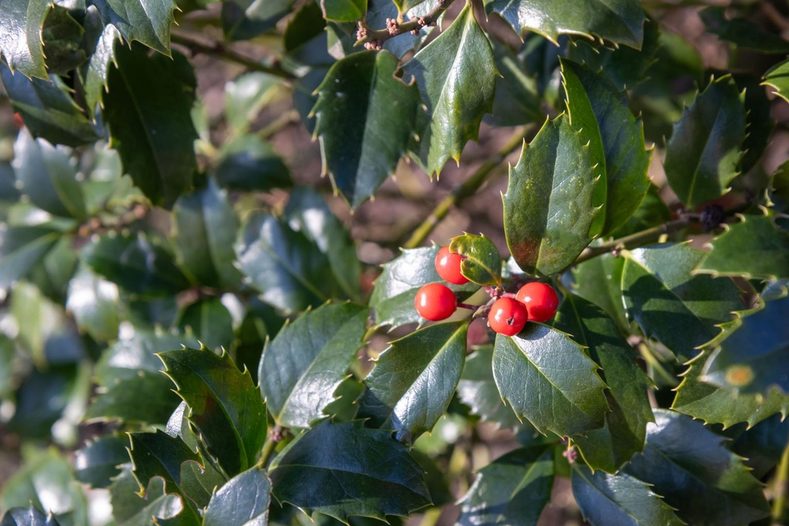 Илекс син, Джел	Ilex crenata 