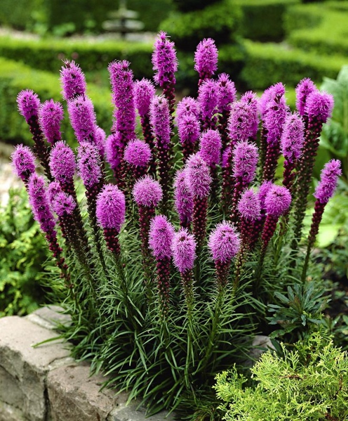 Лиатрис Liatris spicata