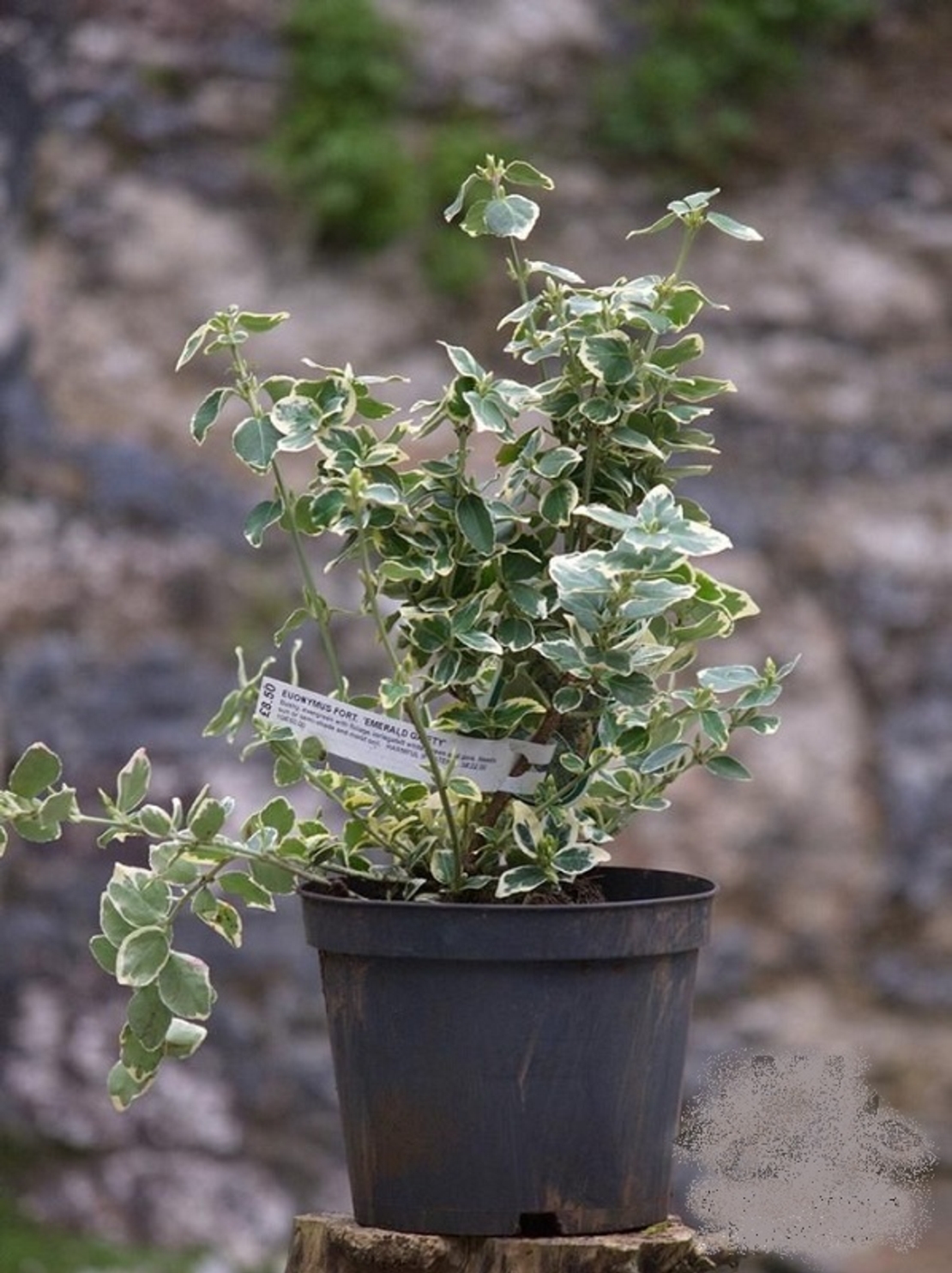 Евонимус ‘Emerald Gaiety’ Euonymus fortunei ‘Emerald Gaiety’