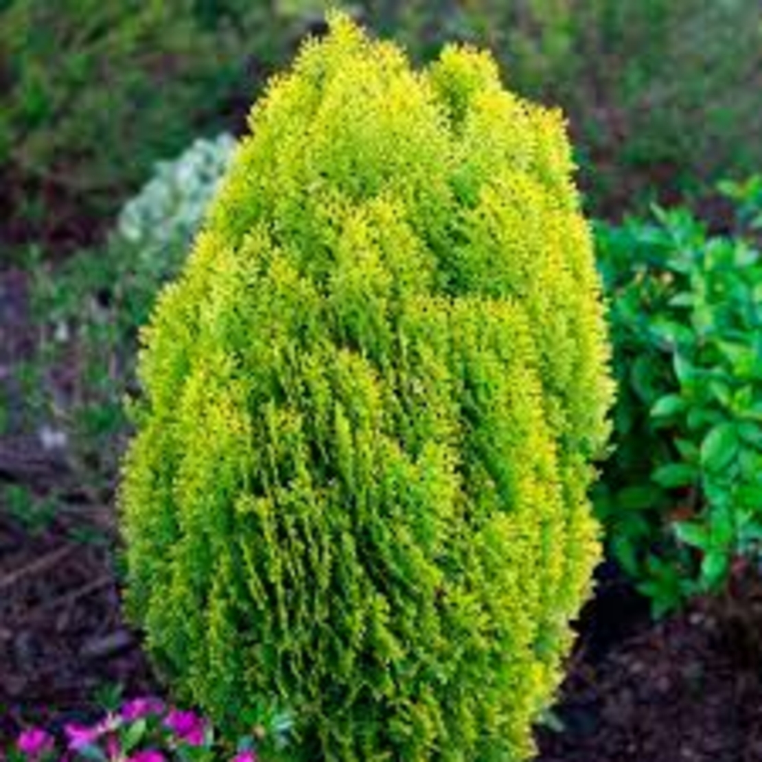 Туя Аурея нана	Thuja occ. 