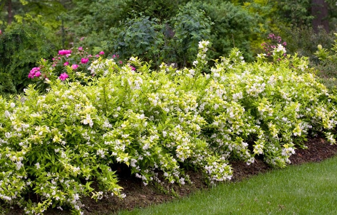 Дейция ‘Nikko’ Deutzia gracilis ‘Nikko’