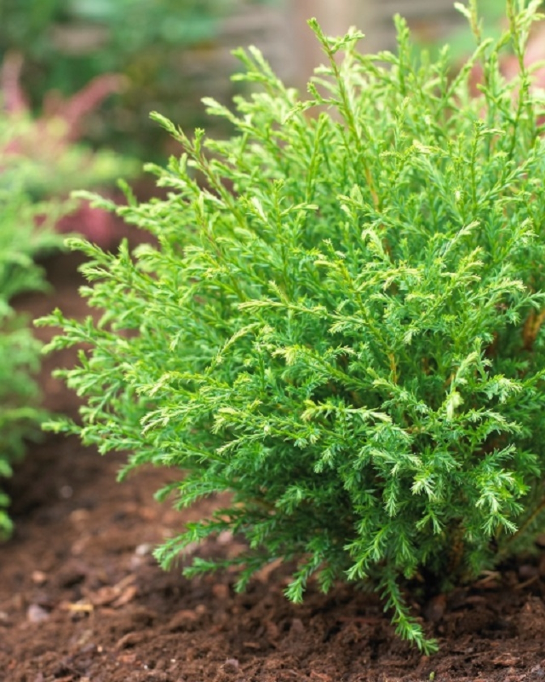 Туя западна ‘Bowling Ball’ Thuja occidentalis ‘Bowling Ball’