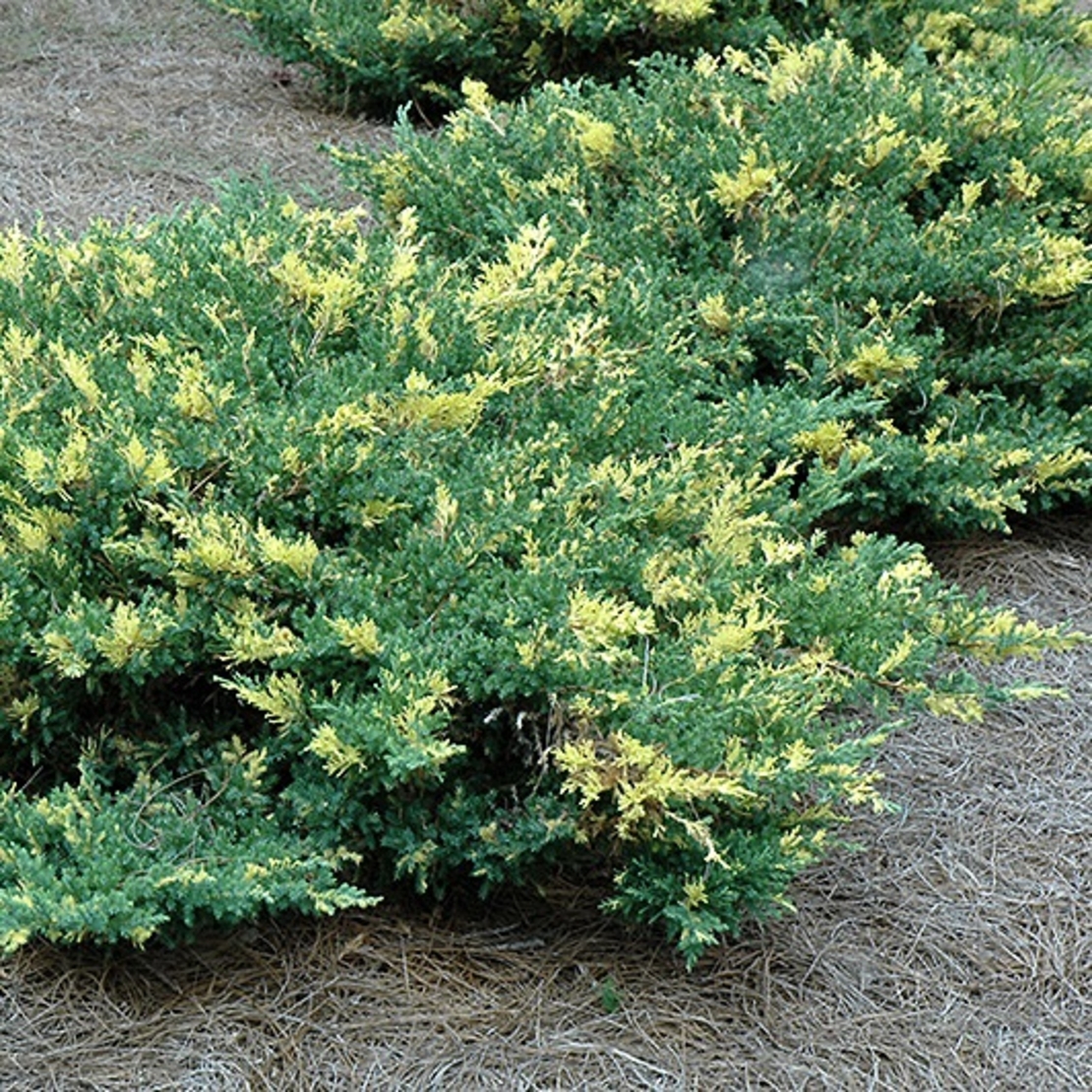 Хвойна сабина (пъстра) Juniperus sabina ‘Variegata’