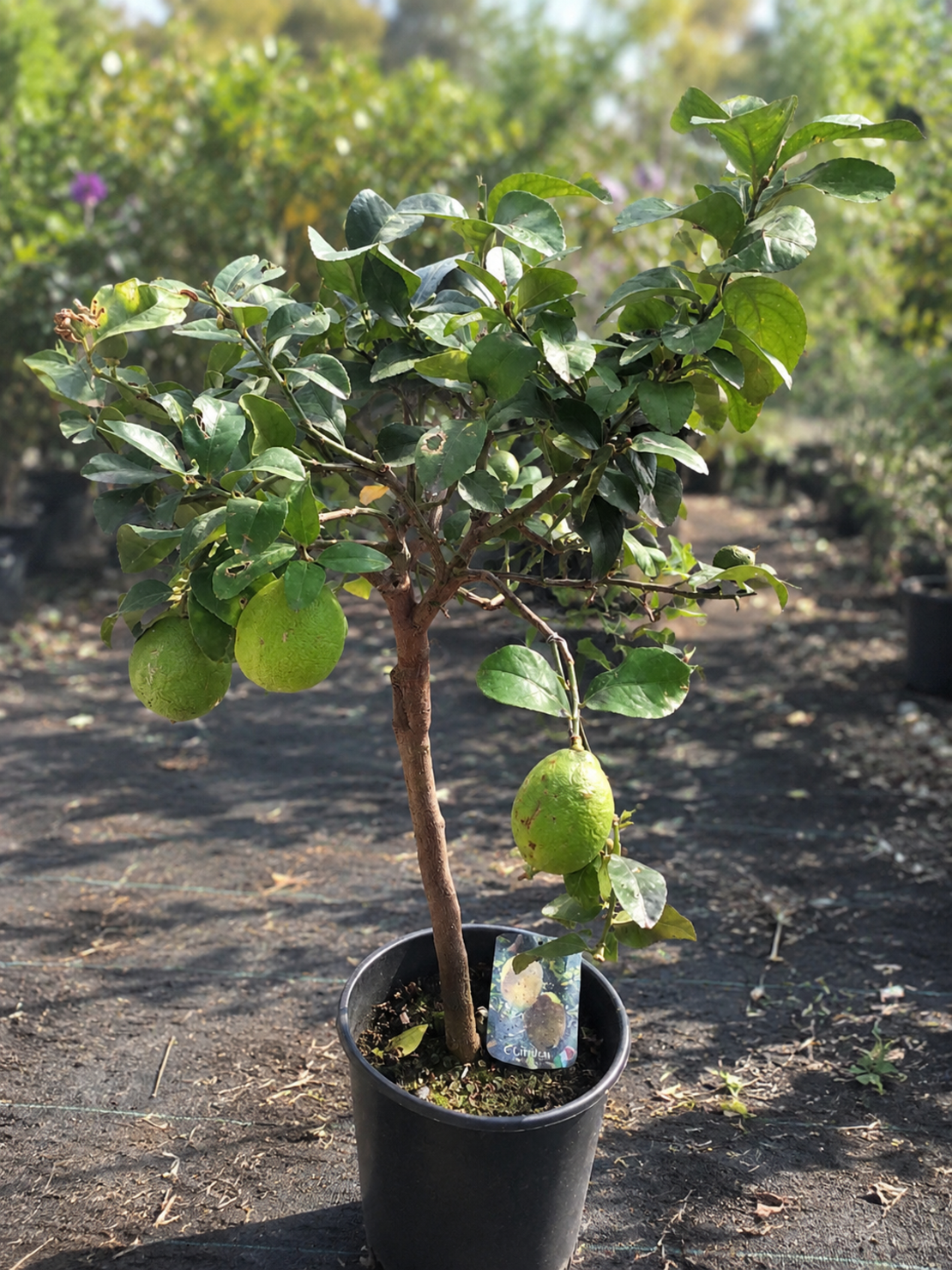 Цитрон 'Citrus medica'