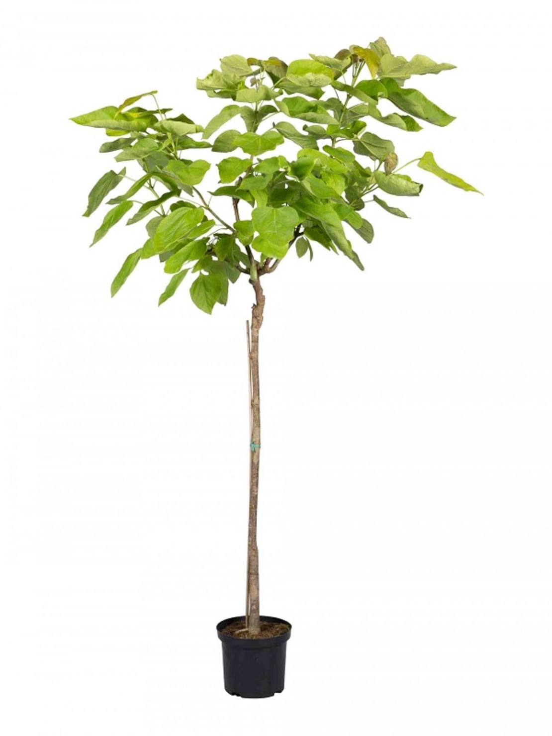 Каталпа ‘Aurea’ Catalpa bignonioides ‘Aurea’