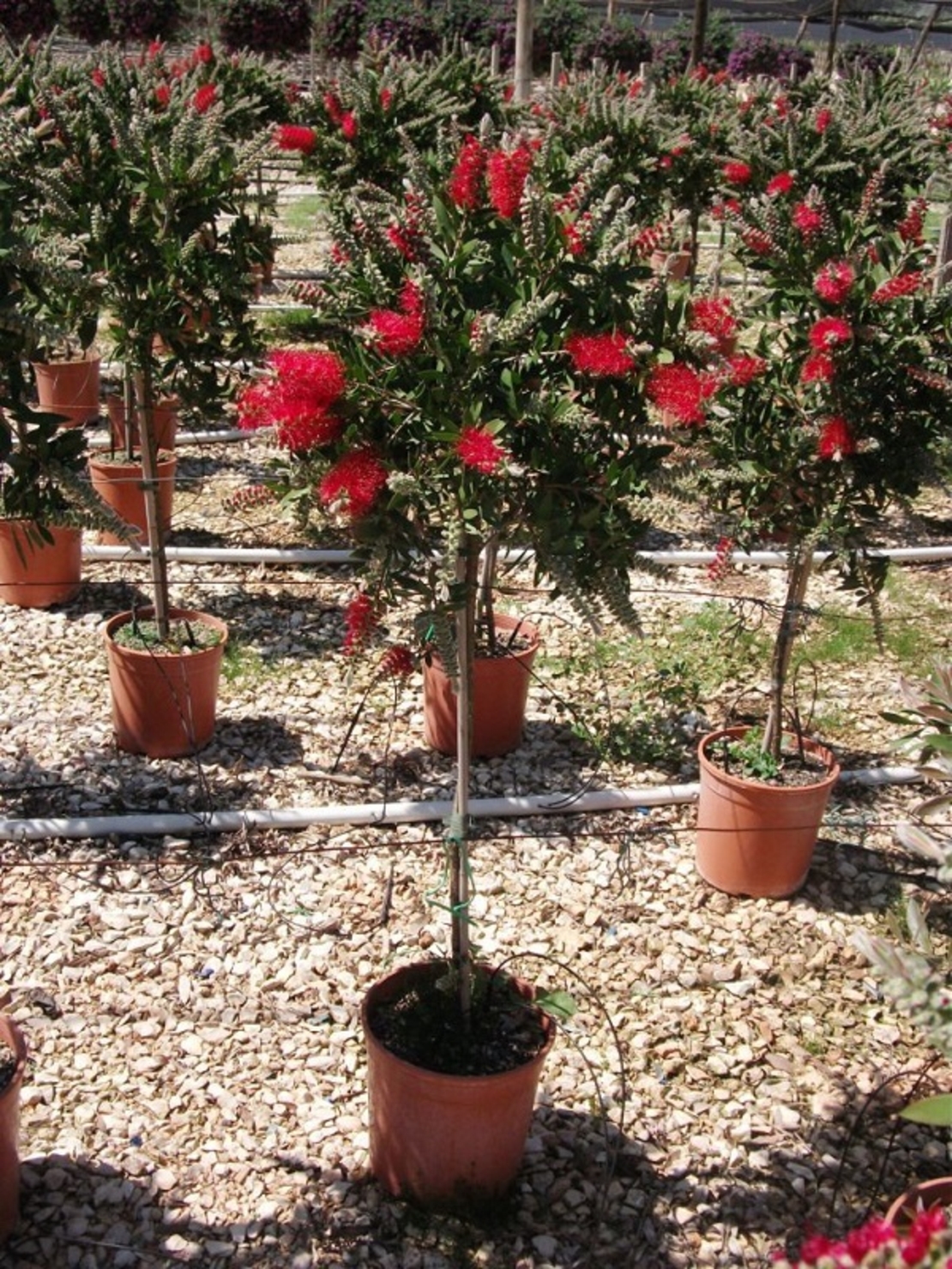 Калистемон (четковидно дърво) Callistemon rigidus