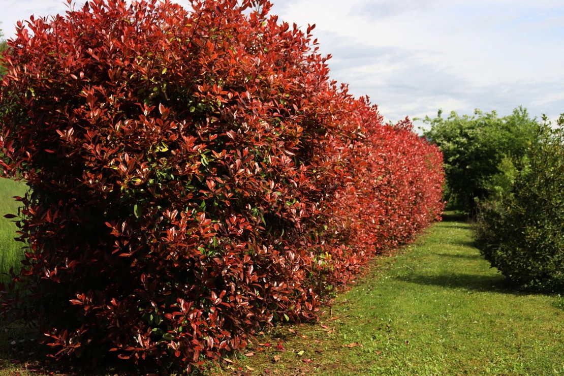 Фотиния	Photinia fraseri Red Robin