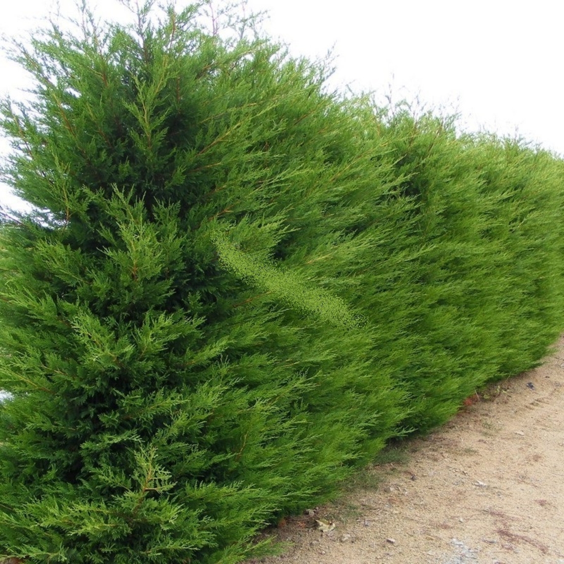 Лейландов кипарис (1 топка) Cupressocyparis leylandii