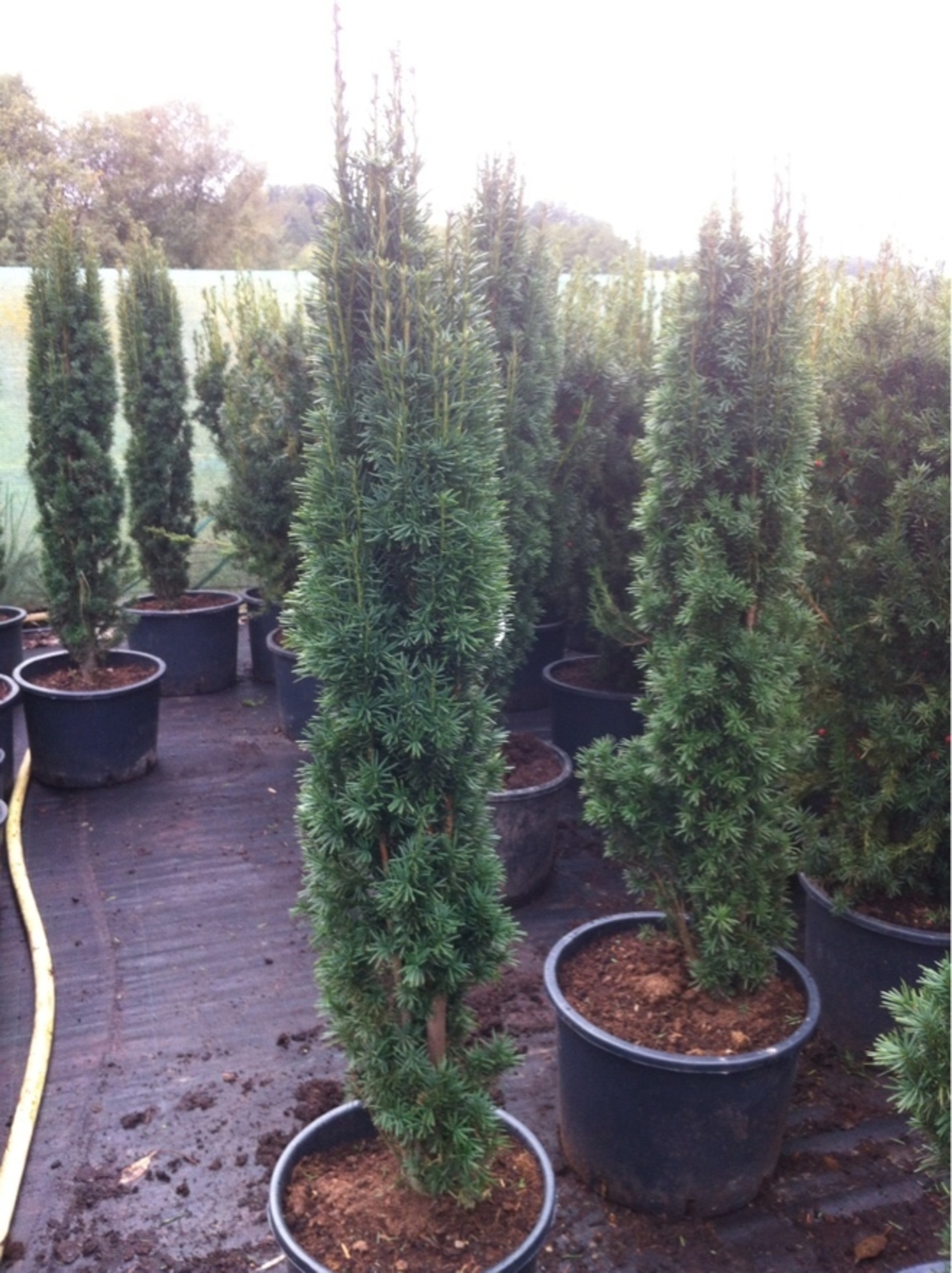 Тис ‘Fastigiata’ Taxus baccata ‘Fastigiata’