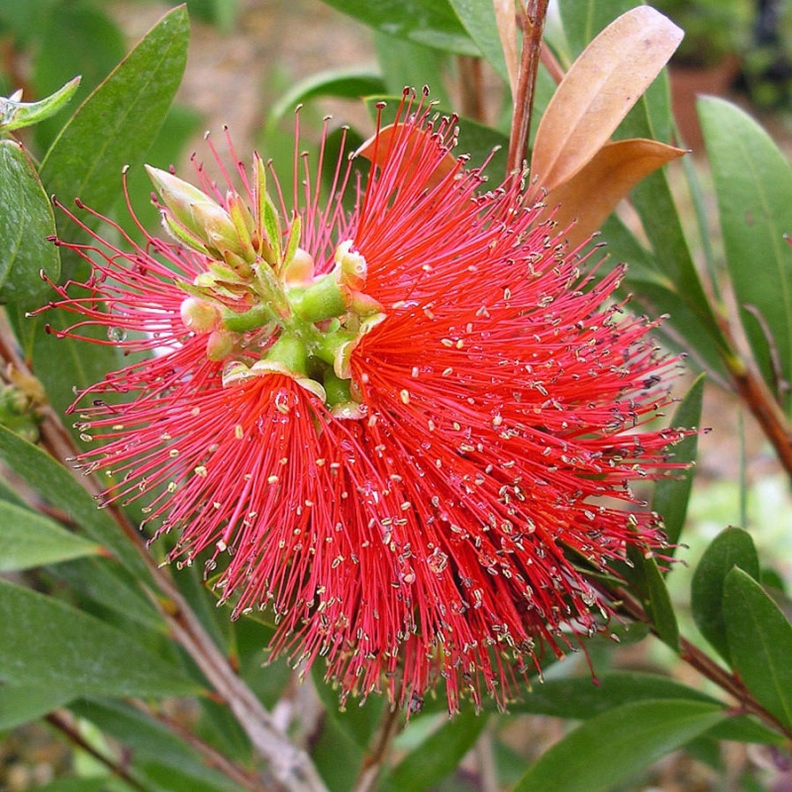 Калистемон (четковидно дърво) Callistemon rigidus
