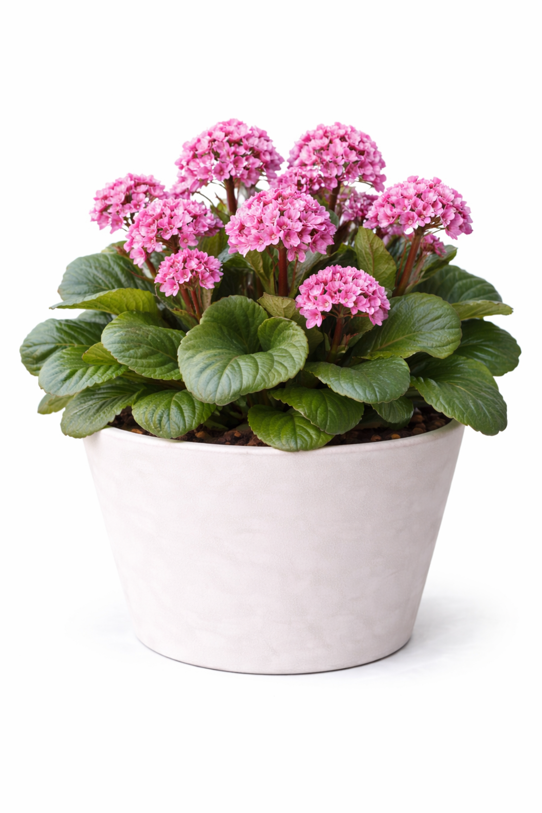 Бергения Bergenia cordifolia