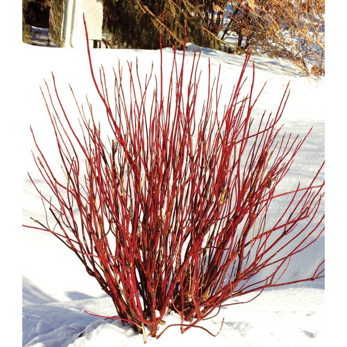 Дървесен дрян (червен клон) Cornus alba