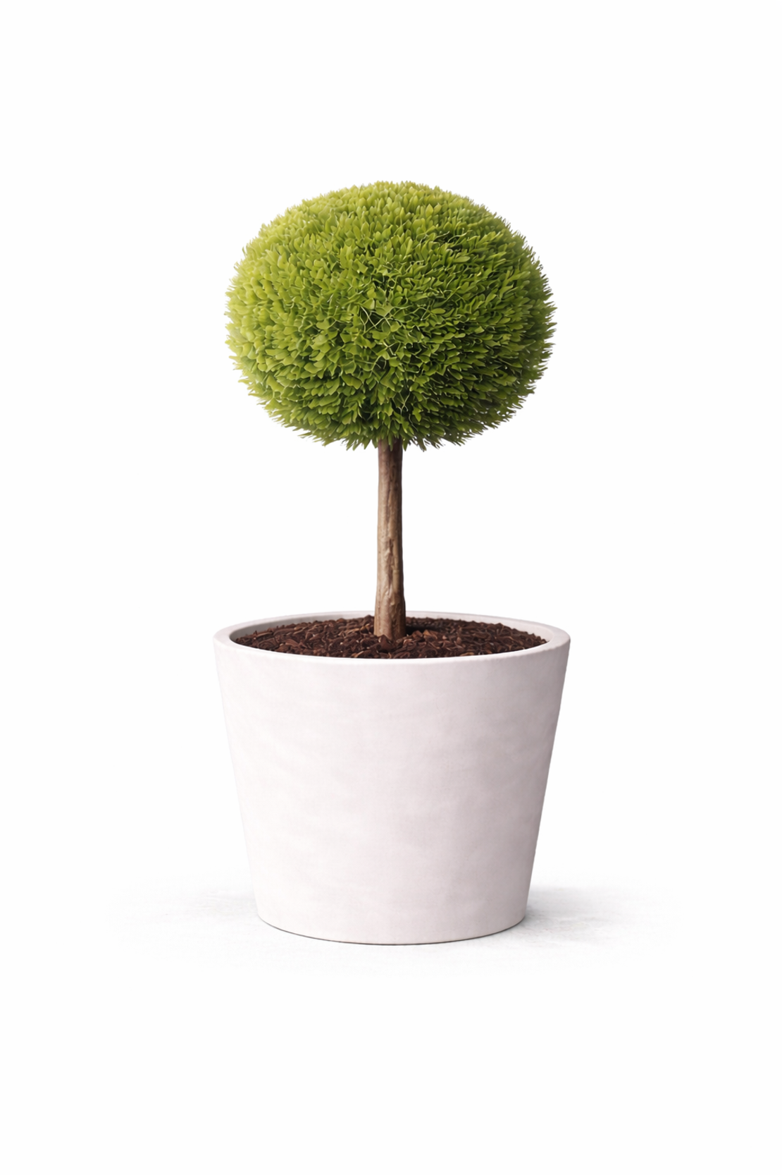 Лейландов кипарис (1 топка) Cupressocyparis leylandii