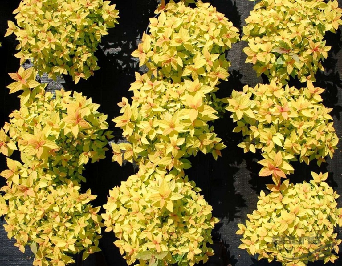 Спирея ‘Golden Princess’ Spiraea japonica ‘Golden Princess’