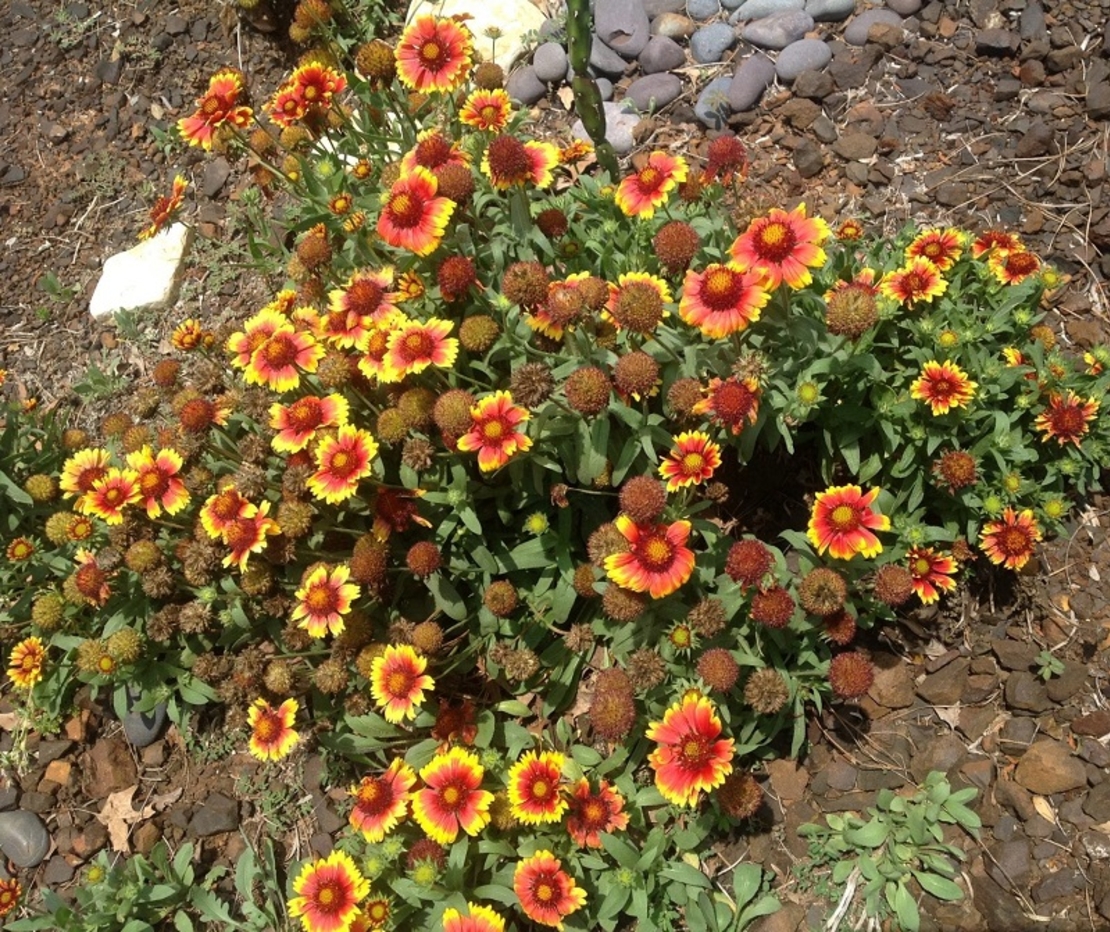 Гайлардия Gaillardia aristata