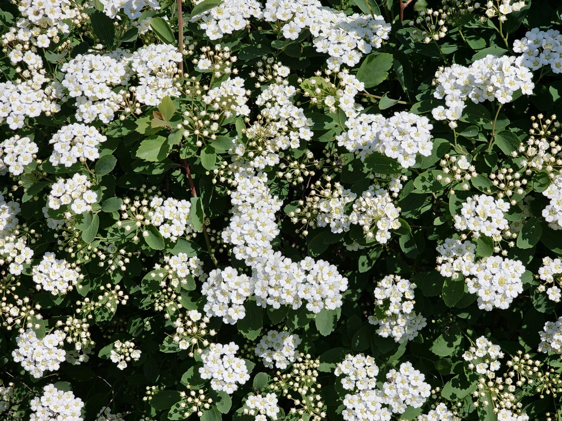 Спирея Ван Хутей, майски сняг 	Spiraea 