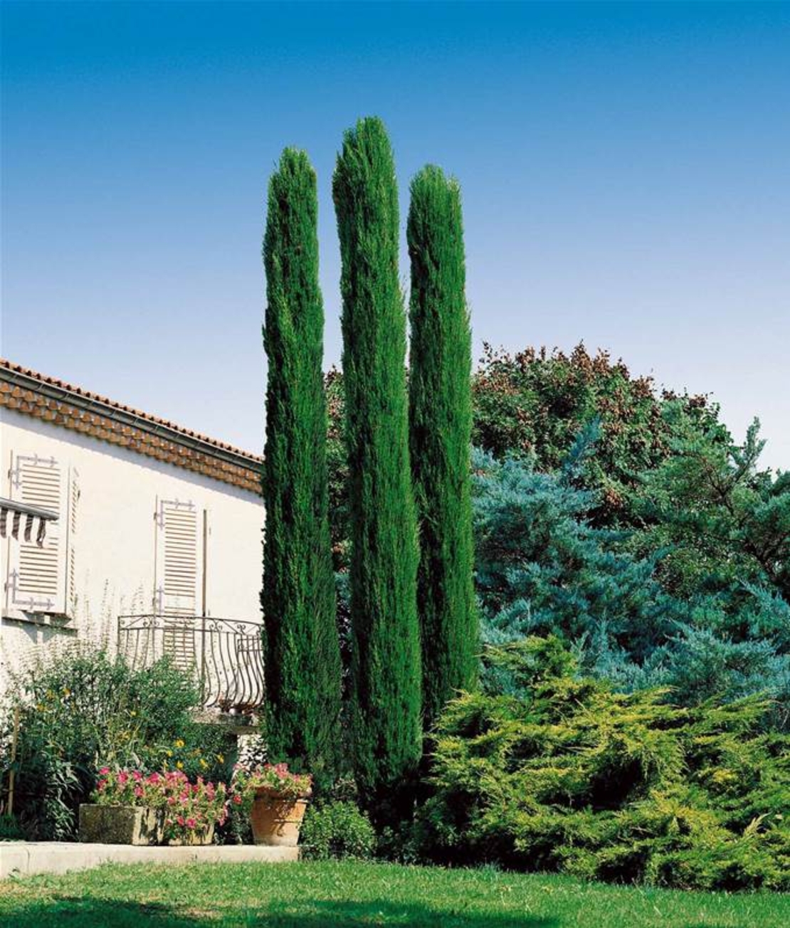 Италиански кипарис ‘Totem’ Cupressus sempervirens ‘Totem’