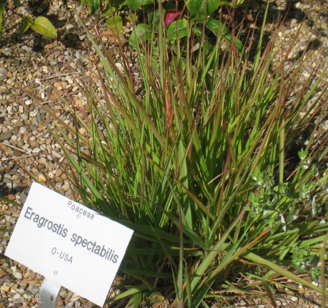 Ерагростис (тревица) Eragrostis spp.