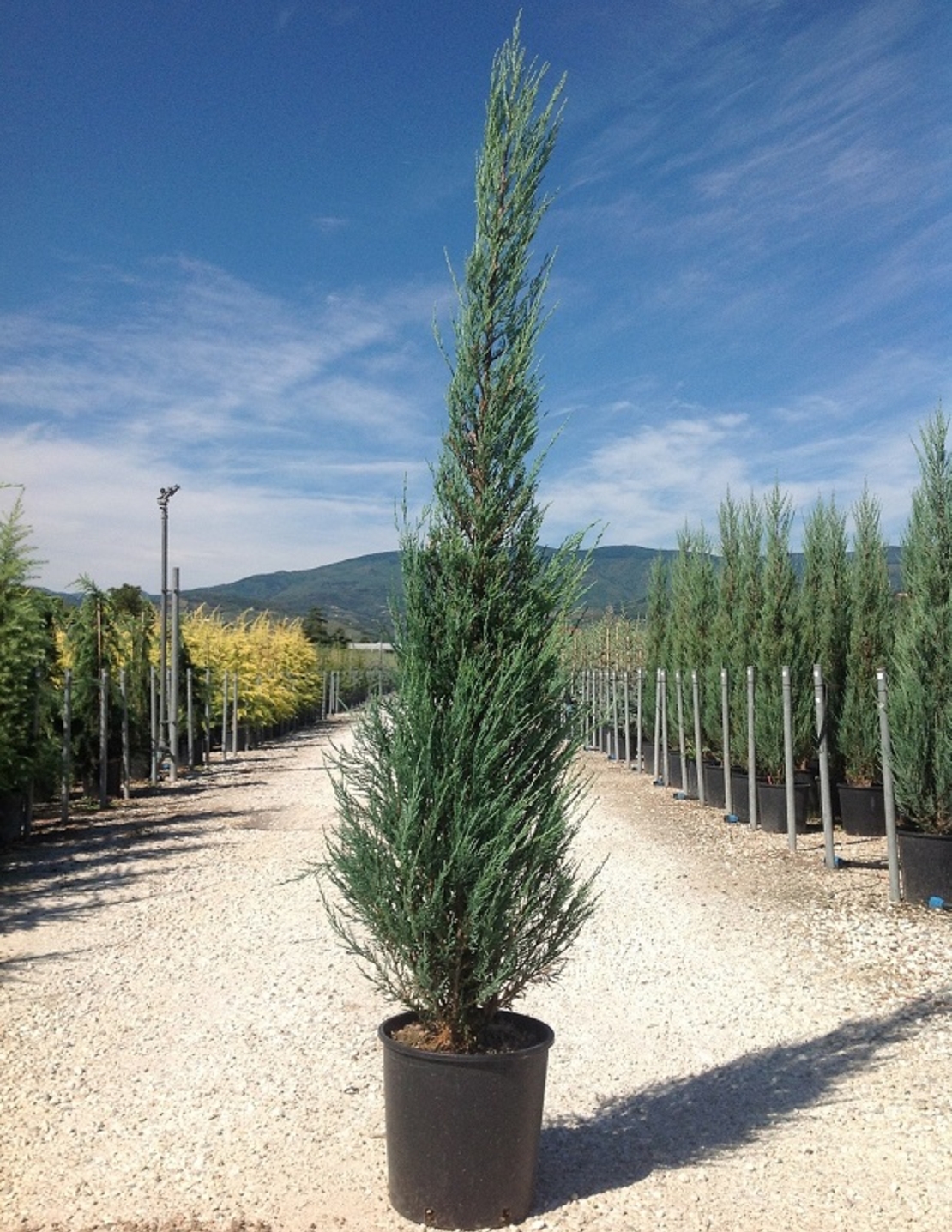 Хвойна скална ‘Blue Arrow’ Juniperus scopulorum ‘Blue Arrow’